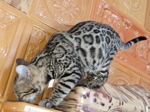 Pisicuta bengaleza matasoasa - imagine 2