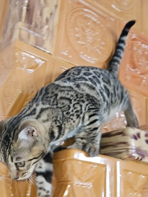 Pisicuta bengaleza matasoasa - imagine 3