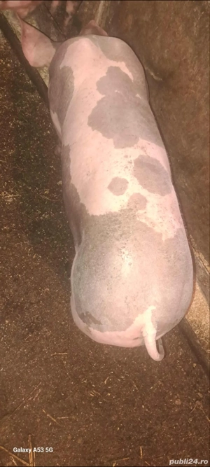Șoldan Pietrain de îngrășat ,40-50 kg !! - imagine 4