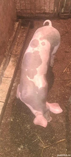 Șoldan Pietrain de îngrășat ,40-50 kg !! - imagine 5