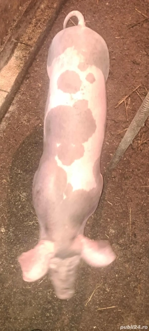 Șoldan Pietrain de îngrășat ,40-50 kg !! - imagine 2