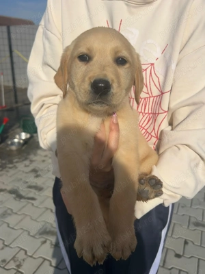 Pui de labrador - imagine 2