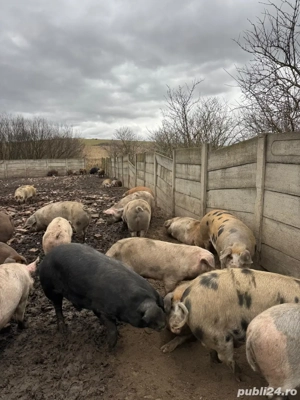  Vindem porci crescuți în regim semideschis - imagine 2