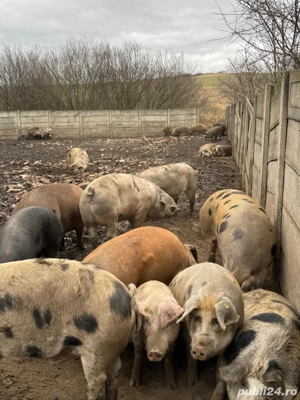  Vindem porci crescuți în regim semideschis - imagine 4