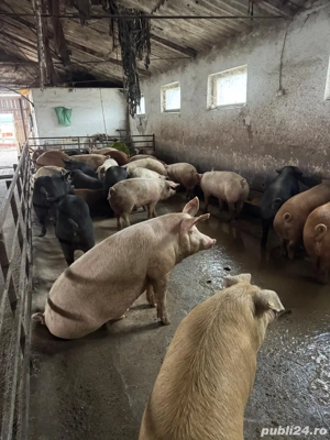  Vindem porci crescuți în regim semideschis - imagine 3