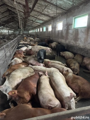  Vindem porci crescuți în regim semideschis