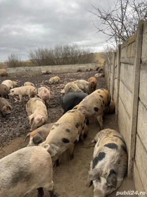  Vindem porci crescuți în regim semideschis - imagine 5