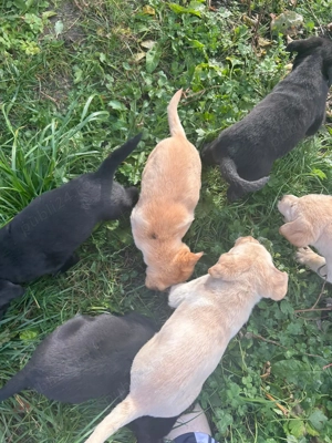 Pui de labrador - imagine 4