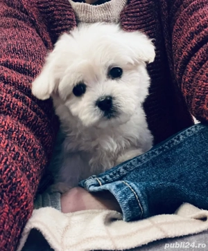 Vand bishonel miny toy 6 saptamani 