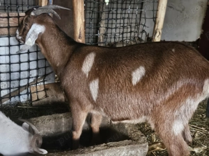 Capre montate cu tap alpin francez 