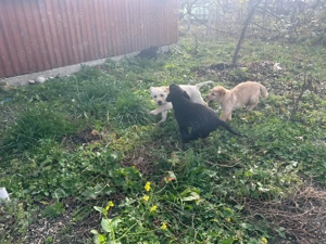 Pui de labrador - imagine 5