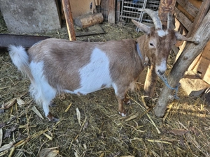 Capre montate cu tap alpin francez  - imagine 2