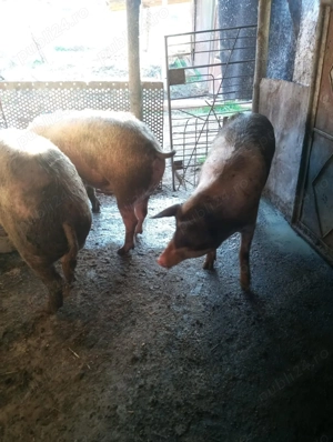 Porci de vanzare 