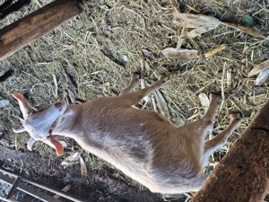 Capre montate cu tap alpin francez  - imagine 3