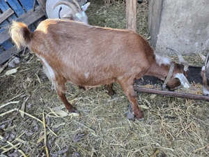 Capre montate cu tap alpin francez  - imagine 4