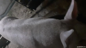 vând porci pentru sacrificat 