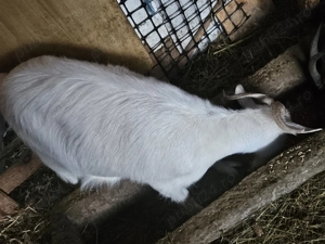 Capre montate cu tap alpin francez  - imagine 5