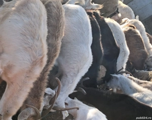 Vand 30 capre mari tinere si 18 edute