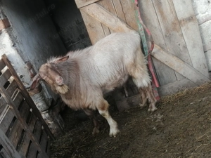 Țap saanen  - imagine 2