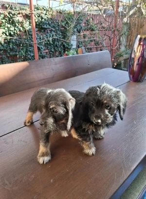 Pui rasa Teckel de vanzare - imagine 3