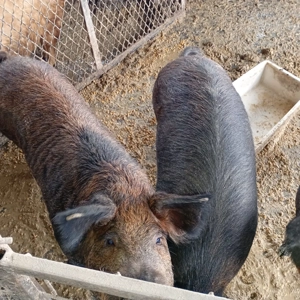 Porci de vanzare 15 lei kg negociabil 