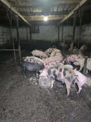 Porci si purcei de casa cu coada  - imagine 4