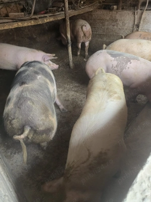 Porci si purcei de casa cu coada  - imagine 5