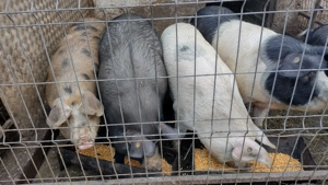 De vânzare porc!!Mai este disponibilă doar o scroafă!!