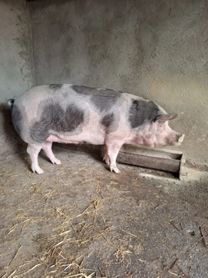 Porci carne de vânzare  - imagine 4