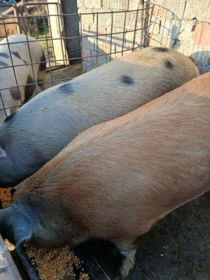 Vand porc in jur la 200 kg