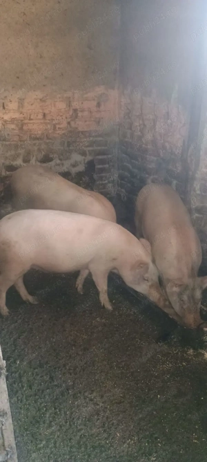  Porci de vânzare!  - imagine 4