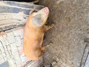 Vand porc in jur la 200 kg - imagine 2