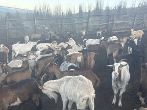 Capre de vinzare  - imagine 2