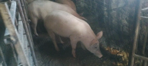  Porci de vânzare!  - imagine 3