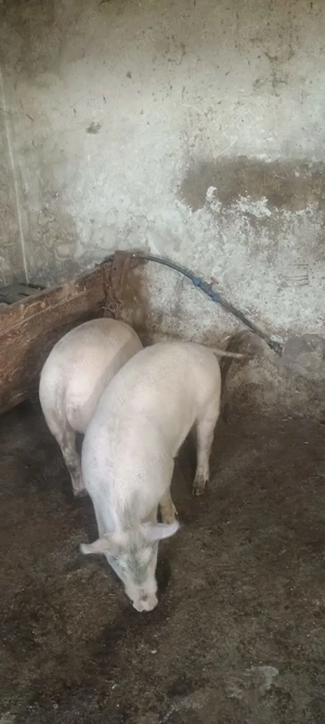  Porci de vânzare!  - imagine 2