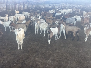 Capre de vinzare  - imagine 3