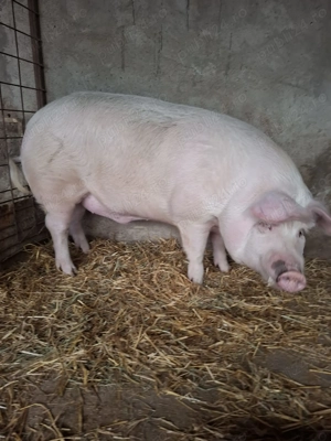 Porci carne de vânzare 