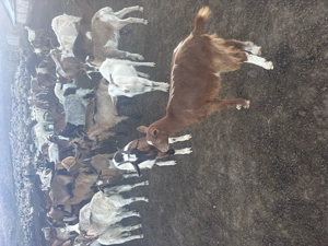 Capre de vinzare  - imagine 5