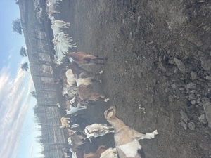 Capre de vinzare  - imagine 4