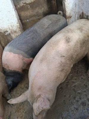 Vând porci 90-130kg,scroafe 11lei kg