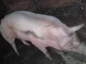 Vând porc de tăiat 