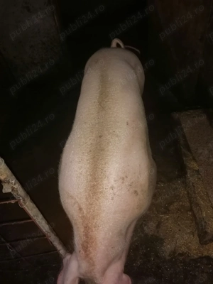 Vând porc de tăiat  - imagine 3