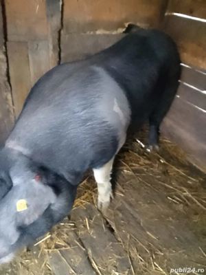 Vând porc  - imagine 2