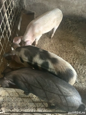 Vand 3 soldani de 80-90kg