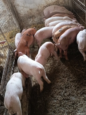 purcelusi de vanzare  - imagine 3