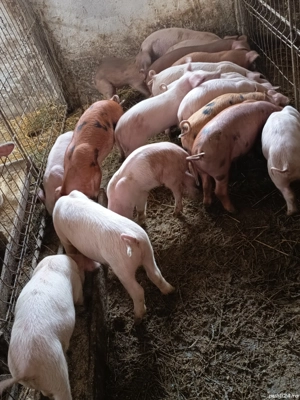 purcelusi de vanzare  - imagine 5