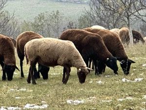 Caut cioban serios la oi rasa de carne - imagine 2