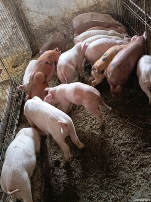 purcelusi de vanzare  - imagine 4