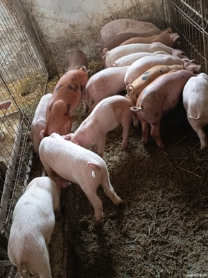 purcelusi de vanzare  - imagine 2