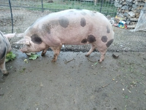 De vanzare in carcasa sau sfert